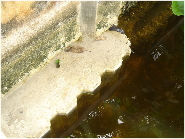 Custom deck by Morrison Contractors